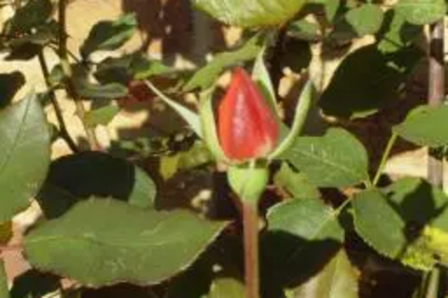 David Goodall's Garden with Rose buds in November