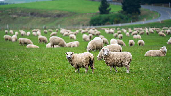 Sheep in a field